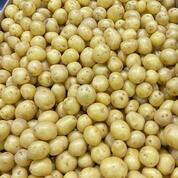 Картофель бэби, картофель мини